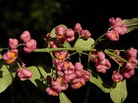 Euonymus europaeus 16, Wilde kardinaalsmuts, Saxifraga-Jan van der Straaten