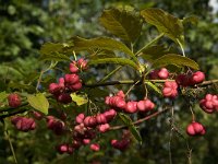 Euonymus europaeus 17, Wilde kardinaalsmuts, Saxifraga-Jan van der Straaten