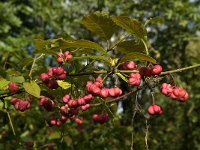 Euonymus europaeus 19, Wilde kardinaalsmuts, Saxifraga-Jan van der Straaten