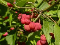 Euonymus europaeus 2, Wilde kardinaalsmuts, Saxifraga-Peter Meininger