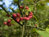 Euonymus europaeus 21, Wilde kardinaalsmuts, Saxifraga-Jan van der Straaten