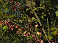 Euonymus europaeus 25, Wilde kardinaalsmuts, Saxifraga-Jan van der Straaten