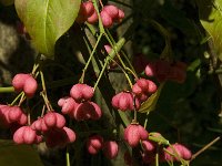 Euonymus europaeus 26, Wilde kardinaalsmuts, Saxifraga-Jan van der Straaten