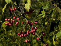 Euonymus europaeus 27, Wilde kardinaalsmuts, Saxifraga-Jan van der Straaten