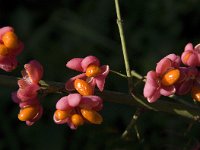 Euonymus europaeus 29, Wilde kardinaalsmuts, Saxifraga-Jan van der Straaten