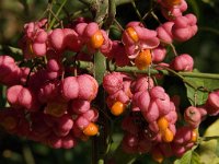 Euonymus europaeus 30, Wilde kardinaalsmuts, Saxifraga-Jan van der Straaten