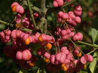 Euonymus europaeus 31, Wilde kardinaalsmuts, Saxifraga-Jan van der Straaten