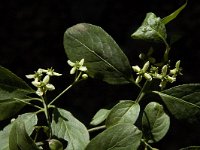 Euonymus europaeus 32, Wilde kardinaalsmuts, Saxifraga-Jan van der Straaten