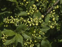 Euonymus europaeus 33, Wilde kardinaalsmuts, Saxifraga-Jan van der Straaten