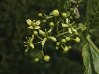 Euonymus europaeus 35, Wilde kardinaalsmuts, Saxifraga-Jan van der Straaten