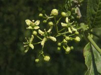 Euonymus europaeus 36, Wilde kardinaalsmuts, Saxifraga-Jan van der Straaten