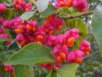 Euonymus europaeus 37, Wilde kardinaalsmuts, Saxifraga-Ed Stikvoort