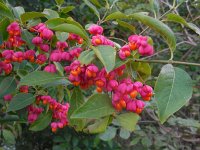 Euonymus europaeus 38, Wilde kardinaalsmuts, Saxifraga-Ed Stikvoort