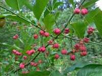 Euonymus europaeus 39, Wilde kardinaalsmuts, Saxifraga-Ed Stikvoort