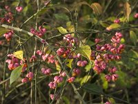 Euonymus europaeus 4, Wilde kardinaalsmuts, Saxifraga-Jan van der Straaten