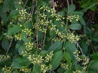 Euonymus europaeus 40, Wilde kardinaalsmuts, Saxifraga-Ed Stikvoort