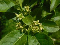 Euonymus europaeus 42, Wilde kardinaalsmuts, Saxifraga-Ed Stikvoort