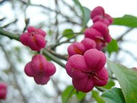 Euonymus europaeus 43, Wilde kardinaalsmuts, Saxifraga-Ed Stikvoort