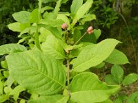 Euonymus europaeus 45, Wilde kardinaalsmuts, Saxifraga-Rutger Barendse