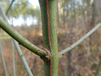 Euonymus europaeus 46, Wilde kardinaalsmuts, Saxifraga-Rutger Barendse