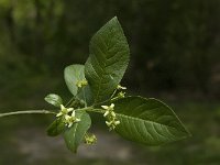 Euonymus europaeus 5, Wilde kardinaalsmuts, Saxifraga-Jan van der Straaten