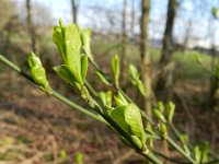 Euonymus europaeus 50, Wilde kardinaalsmuts, Saxifraga-Rutger Barendse