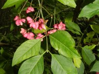 Euonymus europaeus 51, Wilde kardinaalsmuts, Saxifraga-Rutger Barendse