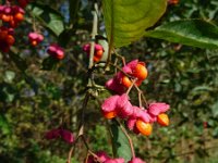 Euonymus europaeus 52, Wilde kardinaalsmuts, Saxifraga-Jeroen Willemsen