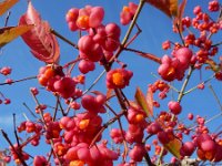 Euonymus europaeus 53, Wilde kardinaalsmuts, Saxifraga-Ed Stikvoort