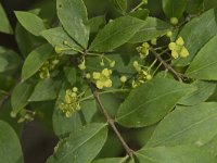 Euonymus europaeus 54, Kardinaalsmuts, Saxifraga-Willem van Kruijsbergen