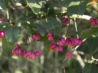 Euonymus europaeus 57, Kardinaalsmuts, Saxifraga-Willem van Kruijsbergen