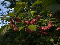 Euonymus europaeus 6, Wilde kardinaalsmuts, Saxifraga-Jan van der Straaten