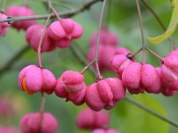 Euonymus europaeus 62, Wilde kardinaalsmuts, Saxifraga-Tom Heijnen