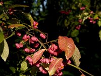 Euonymus europaeus 7, Wilde kardinaalsmuts, Saxifraga-Jan van der Straaten