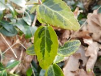 Euonymus fortunei 8, Kruipkardinaalsmuts, Saxifraga-Rutger Barendse