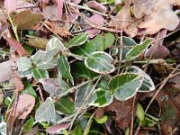 Euonymus fortunei 9, Kruipkardinaalsmuts, Saxifraga-Rutger Barendse