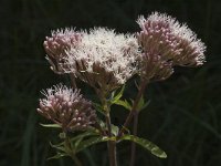 Eupatorium cannabinum 2, Koninginnekruid, Saxifraga-Marijke Verhagen