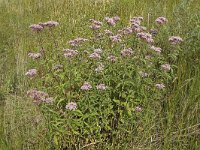 Eupatorium cannabinum 23, Koninginnekruid, Saxifraga-Ab H. Baas