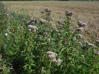 Eupatorium cannabinum 30, Koninginnekruid, Saxifraga-Ed Stikvoort