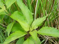 Eupatorium cannabinum 36, Koninginnekruid, Saxifraga-Rutger Barendse