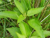 Eupatorium cannabinum 37, Koninginnekruid, Saxifraga-Rutger Barendse