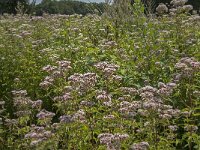 Eupatorium cannabinum 42, Koninginnekruid, Saxifraga-Jan van der Straaten