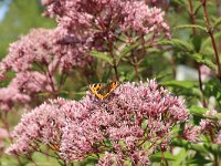 Eupatorium cannabinum 50, Koninginnekruid, Saxifraga-National Botanical Garden of Latvia