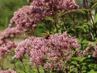 Eupatorium cannabinum 51, Koninginnekruid, Saxifraga-National Botanical Garden of Latvia