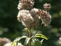 Eupatorium cannabinum 55, Koninginnekruid, Saxifraga-Jan van der Straaten