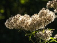 Eupatorium cannabinum 56, Koninginnekruid, Saxifraga-Jan van der Straaten