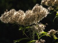 Eupatorium cannabinum 57, Koninginnekruid, Saxifraga-Jan van der Straaten