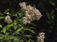 Eupatorium cannabinum 58, Koninginnekruid, Saxifraga-Jan van der Straaten
