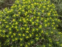 Euphorbia acanthothamnos 5, Saxifraga-Jan van der Straaten