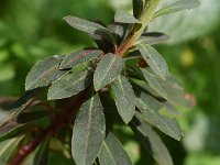 Euphorbia amygdaloides 16, Amandelwolfsmelk, Saxifraga-Sonja Bouwman  849. Amandelwolfsmelk - Euphorbia amygdaloides - Euphorbiaceae familie (i)